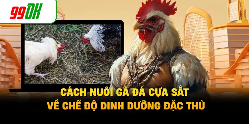 Cách nuôi gà đá cựa sắt về chế độ dinh dưỡng đặc thù