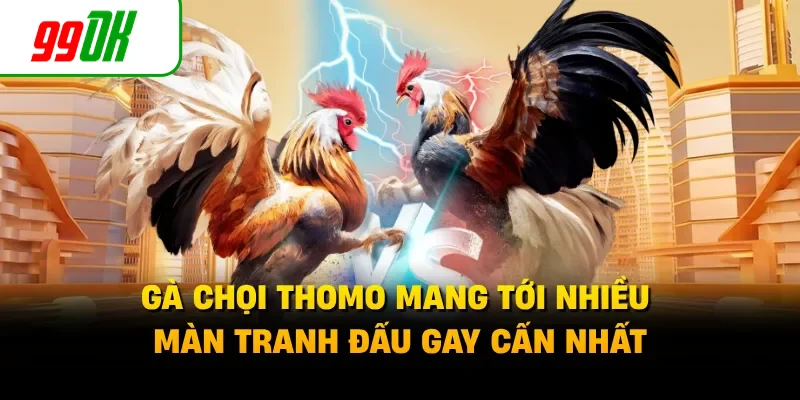 Gà chọi Thomo mang tới nhiều màn tranh đấu gay cấn nhất