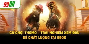 Gà Chọi Thomo - Trải Nghiệm Xem Đấu Kê Chất Lượng Tại 99OK