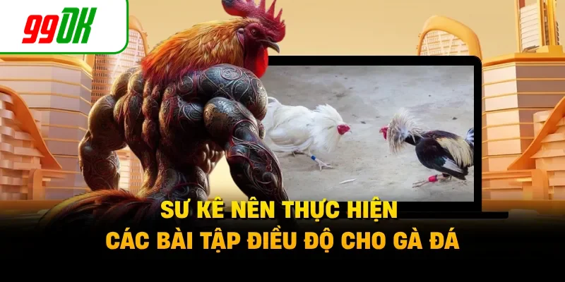 Sư kê nên thực hiện các bài tập điều độ cho gà đá